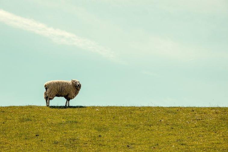 The Parable of the Lost Sheep